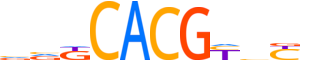 ARNT2.H13CORE.1.P.B reverse-complement motif logo (ARNT2 gene, ARNT2_HUMAN protein)