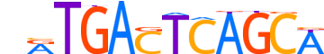 BACH1.H13CORE.0.P.B reverse-complement motif logo (BACH1 gene, BACH1_HUMAN protein)