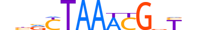 BARH2.H13CORE.2.S.C reverse-complement motif logo (BARHL2 gene, BARH2_HUMAN protein)