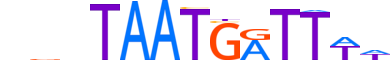 BARX2.H13CORE.0.SM.B reverse-complement motif logo (BARX2 gene, BARX2_HUMAN protein)