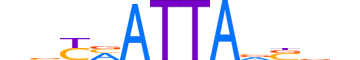 BSH.H13CORE.0.SM.B motif logo (BSX gene, BSH_HUMAN protein)