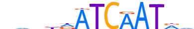 CUX1.H13CORE.0.PM.A reverse-complement motif logo (CUX1 gene, CUX1_HUMAN protein)