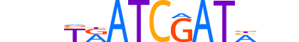 CUX1.H13CORE.1.S.B reverse-complement motif logo (CUX1 gene, CUX1_HUMAN protein)