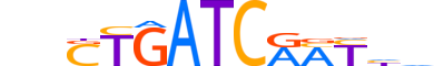 CUX2.H13CORE.2.S.C reverse-complement motif logo (CUX2 gene, CUX2_HUMAN protein)