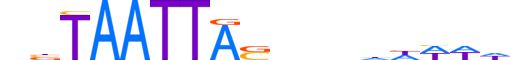 DLX1.H13CORE.0.S.B motif logo (DLX1 gene, DLX1_HUMAN protein)