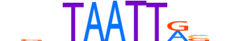 DLX1.H13CORE.1.PSM.A motif logo (DLX1 gene, DLX1_HUMAN protein)