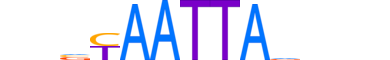 DLX2.H13CORE.0.PSM.A reverse-complement motif logo (DLX2 gene, DLX2_HUMAN protein)