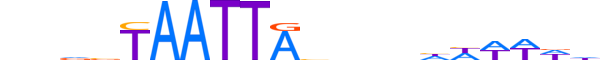 DLX2.H13CORE.1.S.B motif logo (DLX2 gene, DLX2_HUMAN protein)