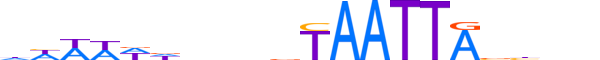 DLX2.H13CORE.1.S.B reverse-complement motif logo (DLX2 gene, DLX2_HUMAN protein)