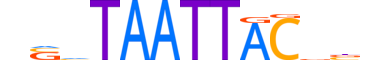 DLX3.H13CORE.0.SM.B motif logo (DLX3 gene, DLX3_HUMAN protein)