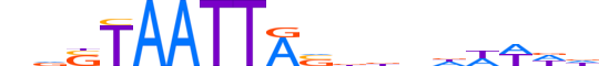 DLX3.H13CORE.1.S.B reverse-complement motif logo (DLX3 gene, DLX3_HUMAN protein)