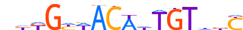 DMRT1.H13CORE.0.PS.A motif logo (DMRT1 gene, DMRT1_HUMAN protein)