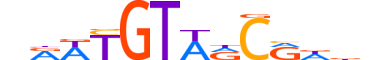 DMRT1.H13CORE.1.M.C reverse-complement motif logo (DMRT1 gene, DMRT1_HUMAN protein)