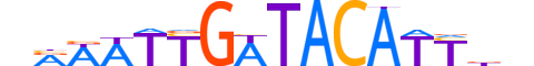 DMRT3.H13CORE.0.S.C reverse-complement motif logo (DMRT3 gene, DMRT3_HUMAN protein)