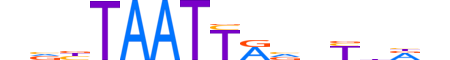 DRGX.H13CORE.1.SM.B reverse-complement motif logo (DRGX gene, DRGX_HUMAN protein)