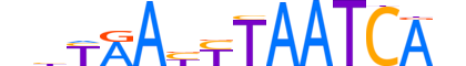 DUXA.H13CORE.0.SM.B reverse-complement motif logo (DUXA gene, DUXA_HUMAN protein)