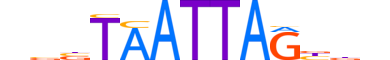 EMX2.H13CORE.0.S.B motif logo (EMX2 gene, EMX2_HUMAN protein)