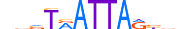 EVX2.H13CORE.0.SM.B reverse-complement motif logo (EVX2 gene, EVX2_HUMAN protein)