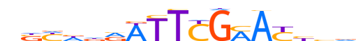 FIZ1.H13CORE.0.PSGI.A reverse-complement motif logo (FIZ1 gene, FIZ1_HUMAN protein)