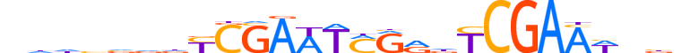 FLYWCH1.H13CORE.0.PSGB.A reverse-complement motif logo (FLYWCH1 gene, FWCH1_HUMAN protein)