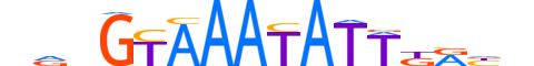 FOXA2.H13CORE.1.SM.B reverse-complement motif logo (FOXA2 gene, FOXA2_HUMAN protein)