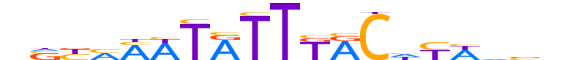 FOXA3.H13CORE.1.M.C motif logo (FOXA3 gene, FOXA3_HUMAN protein)