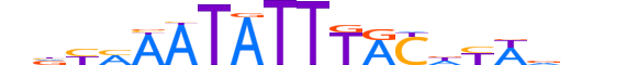 FOXB1.H13CORE.0.SM.B motif logo (FOXB1 gene, FOXB1_HUMAN protein)