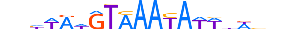 FOXC1.H13CORE.0.S.B reverse-complement motif logo (FOXC1 gene, FOXC1_HUMAN protein)