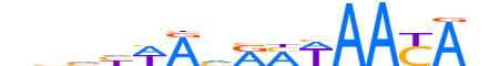 FOXD2.H13CORE.1.SM.B reverse-complement motif logo (FOXD2 gene, FOXD2_HUMAN protein)