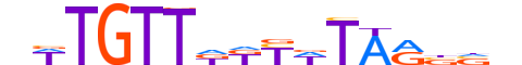 FOXE1.H13CORE.0.SM.B motif logo (FOXE1 gene, FOXE1_HUMAN protein)