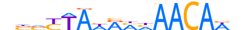 FOXE1.H13CORE.0.SM.B reverse-complement motif logo (FOXE1 gene, FOXE1_HUMAN protein)