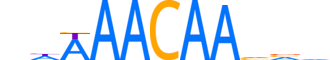 FOXE1.H13CORE.1.S.C reverse-complement motif logo (FOXE1 gene, FOXE1_HUMAN protein)