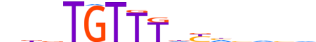 FOXG1.H13CORE.0.PSM.A motif logo (FOXG1 gene, FOXG1_HUMAN protein)