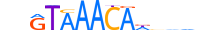 FOXJ2.H13CORE.0.PSM.A reverse-complement motif logo (FOXJ2 gene, FOXJ2_HUMAN protein)