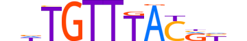 FOXJ3.H13CORE.0.SM.B motif logo (FOXJ3 gene, FOXJ3_HUMAN protein)