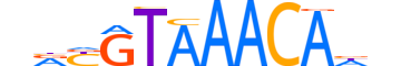 FOXJ3.H13CORE.0.SM.B reverse-complement motif logo (FOXJ3 gene, FOXJ3_HUMAN protein)