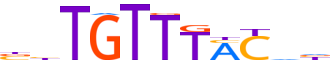 FOXK2.H13CORE.0.P.B motif logo (FOXK2 gene, FOXK2_HUMAN protein)