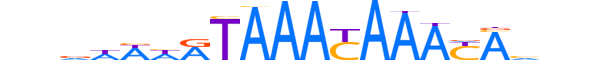 FOXL1.H13CORE.0.S.B reverse-complement motif logo (FOXL1 gene, FOXL1_HUMAN protein)