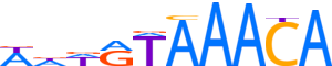 FOXL2.H13CORE.0.PSM.A reverse-complement motif logo (FOXL2 gene, FOXL2_HUMAN protein)