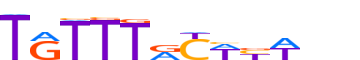 FOXM1.H13CORE.0.P.B motif logo (FOXM1 gene, FOXM1_HUMAN protein)