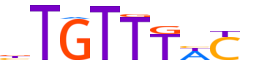 FOXO1.H13CORE.0.PS.A motif logo (FOXO1 gene, FOXO1_HUMAN protein)