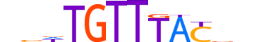 FOXO6.H13CORE.0.S.B motif logo (FOXO6 gene, FOXO6_HUMAN protein)