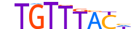 FOXP1.H13CORE.0.PS.A motif logo (FOXP1 gene, FOXP1_HUMAN protein)