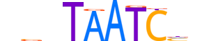 GSC.H13CORE.0.SM.B reverse-complement motif logo (GSC gene, GSC_HUMAN protein)