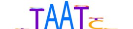 GSC2.H13CORE.0.SM.B reverse-complement motif logo (GSC2 gene, GSC2_HUMAN protein)