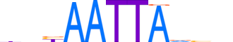 HESX1.H13CORE.0.SM.B motif logo (HESX1 gene, HESX1_HUMAN protein)