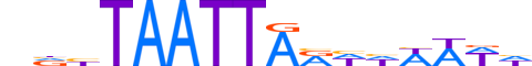 HESX1.H13CORE.1.S.B reverse-complement motif logo (HESX1 gene, HESX1_HUMAN protein)