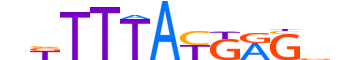 HXB13.H13CORE.0.PS.A motif logo (HOXB13 gene, HXB13_HUMAN protein)