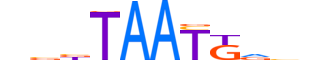 HXB7.H13CORE.1.SM.B motif logo (HOXB7 gene, HXB7_HUMAN protein)