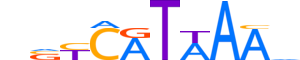 HXB9.H13CORE.0.S.C reverse-complement motif logo (HOXB9 gene, HXB9_HUMAN protein)